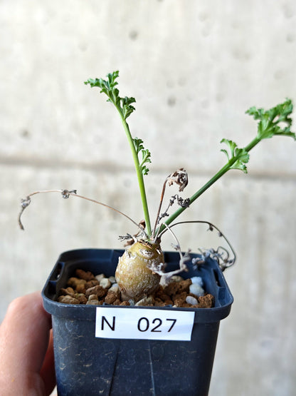 【現品限り】ペラルゴニウム・フェルラケウム 実生【N27】 Pelargonium ferulaceum