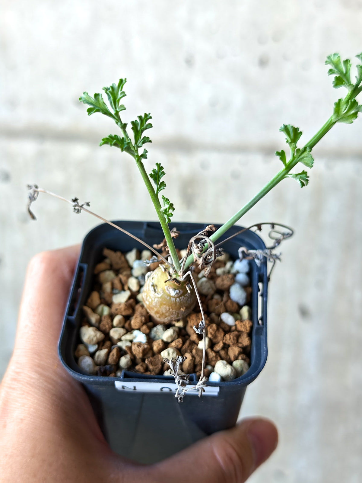 【現品限り】ペラルゴニウム・フェルラケウム 実生【N27】 Pelargonium ferulaceum