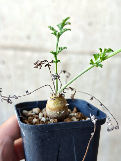 【現品限り】ペラルゴニウム・フェルラケウム 実生【N27】 Pelargonium ferulaceum