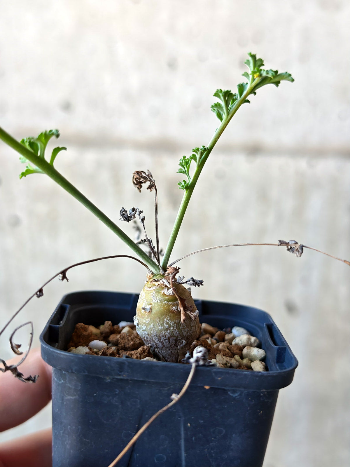 【現品限り】ペラルゴニウム・フェルラケウム 実生【N27】 Pelargonium ferulaceum