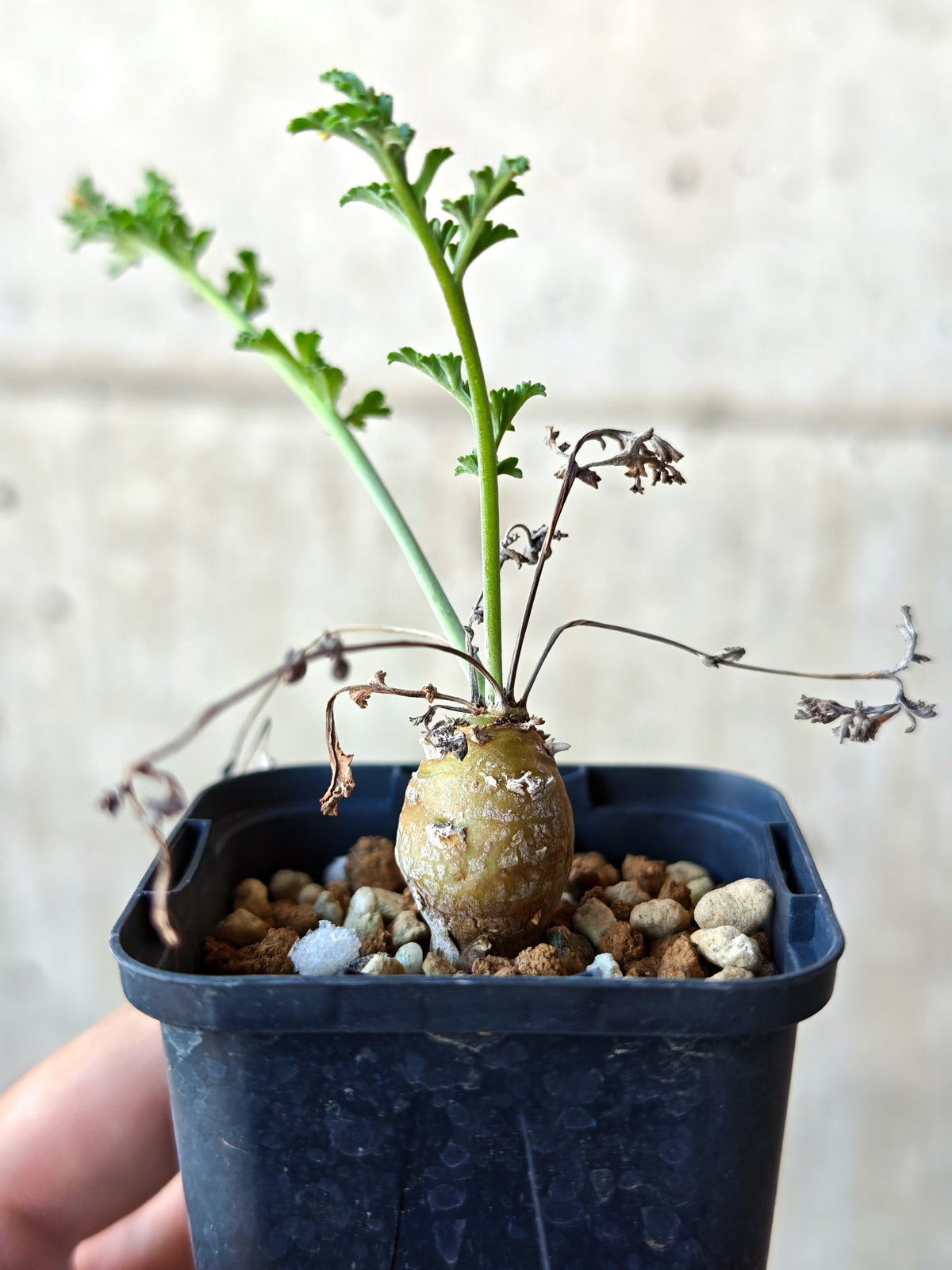 【現品限り】ペラルゴニウム・フェルラケウム 実生【N27】 Pelargonium ferulaceum