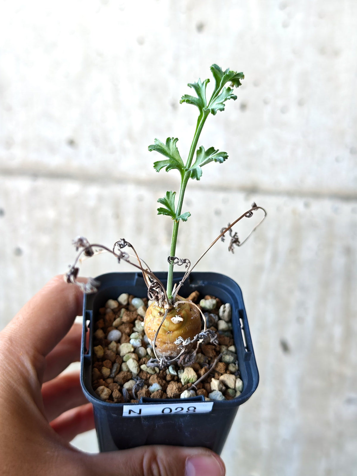 【現品限り】ペラルゴニウム・フェルラケウム 実生【N28】 Pelargonium ferulaceum