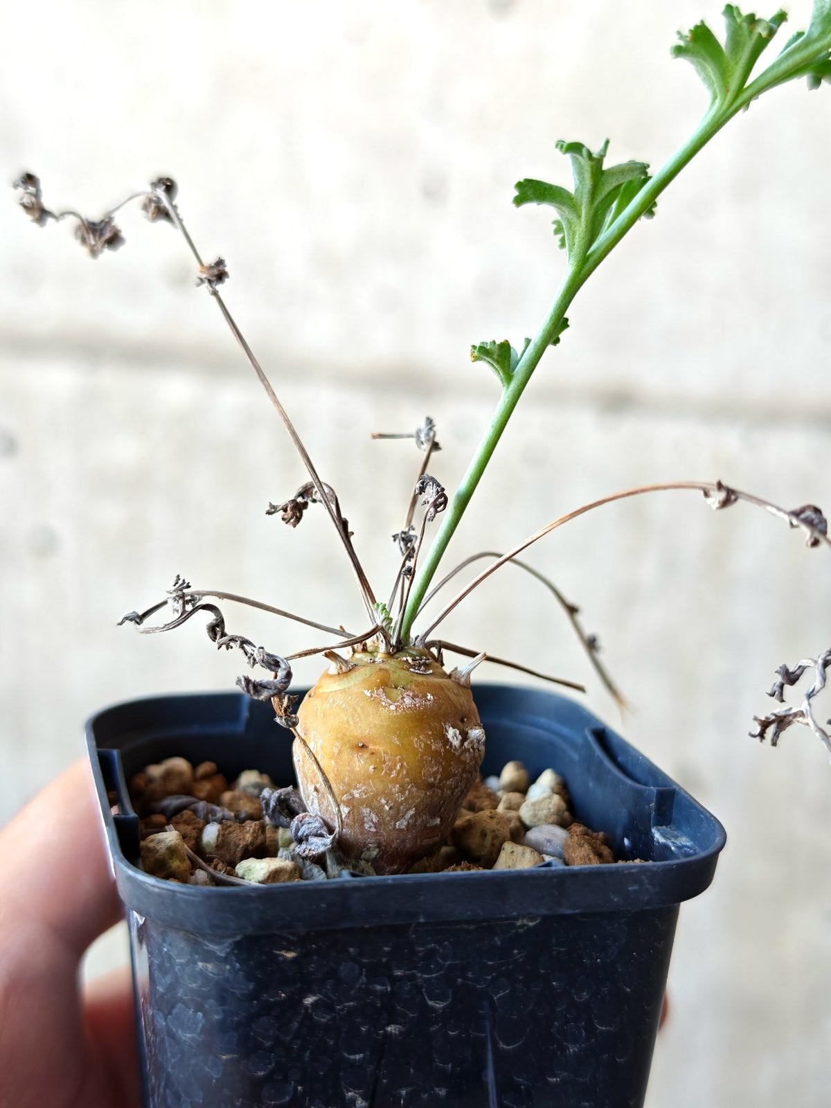 【現品限り】ペラルゴニウム・フェルラケウム 実生【N28】 Pelargonium ferulaceum