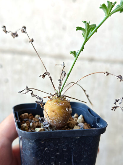 【現品限り】ペラルゴニウム・フェルラケウム 実生【N28】 Pelargonium ferulaceum