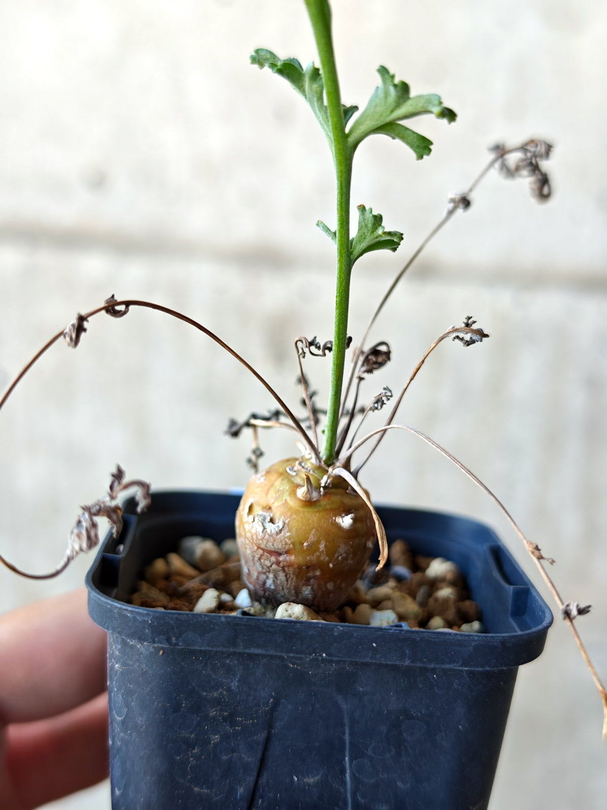 【現品限り】ペラルゴニウム・フェルラケウム 実生【N28】 Pelargonium ferulaceum