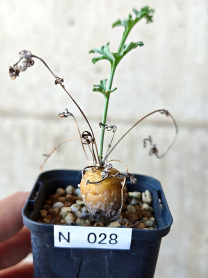 【現品限り】ペラルゴニウム・フェルラケウム 実生【N28】 Pelargonium ferulaceum