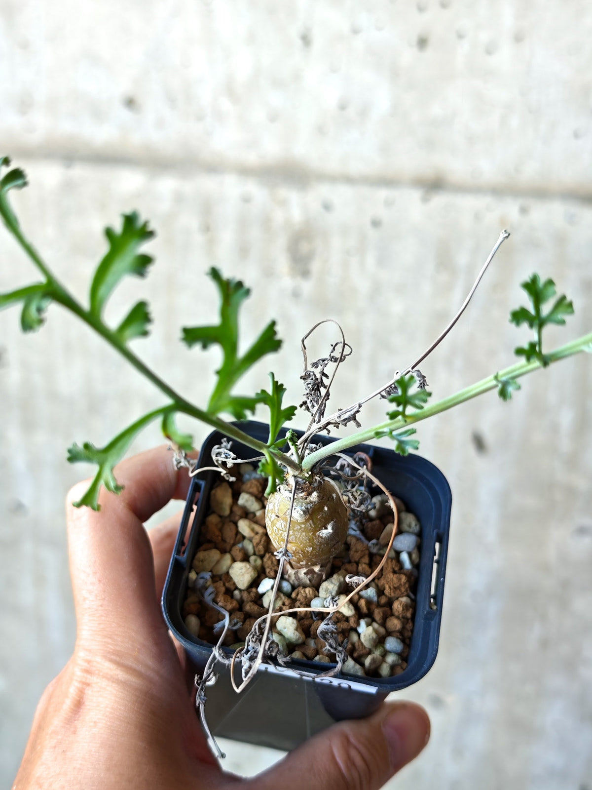 【現品限り】ペラルゴニウム・フェルラケウム 実生【N29】 Pelargonium ferulaceum