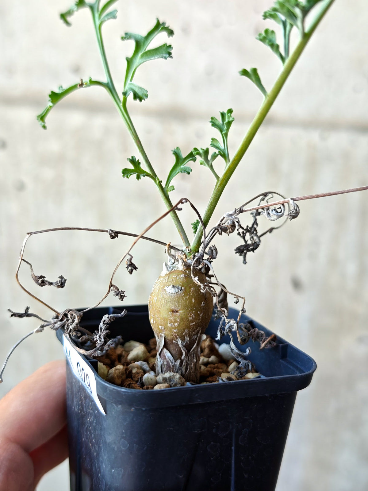 【現品限り】ペラルゴニウム・フェルラケウム 実生【N29】 Pelargonium ferulaceum