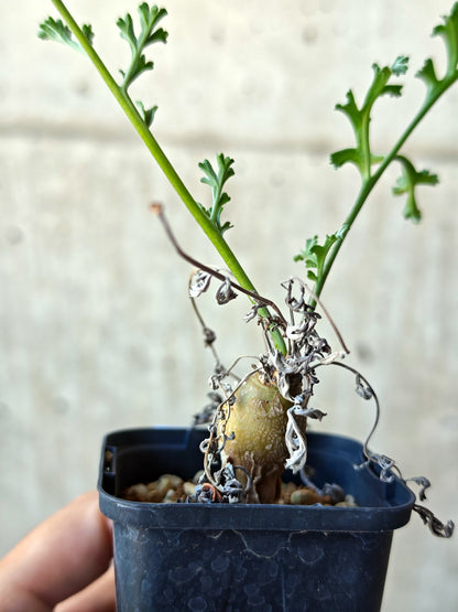 【現品限り】ペラルゴニウム・フェルラケウム 実生【N29】 Pelargonium ferulaceum