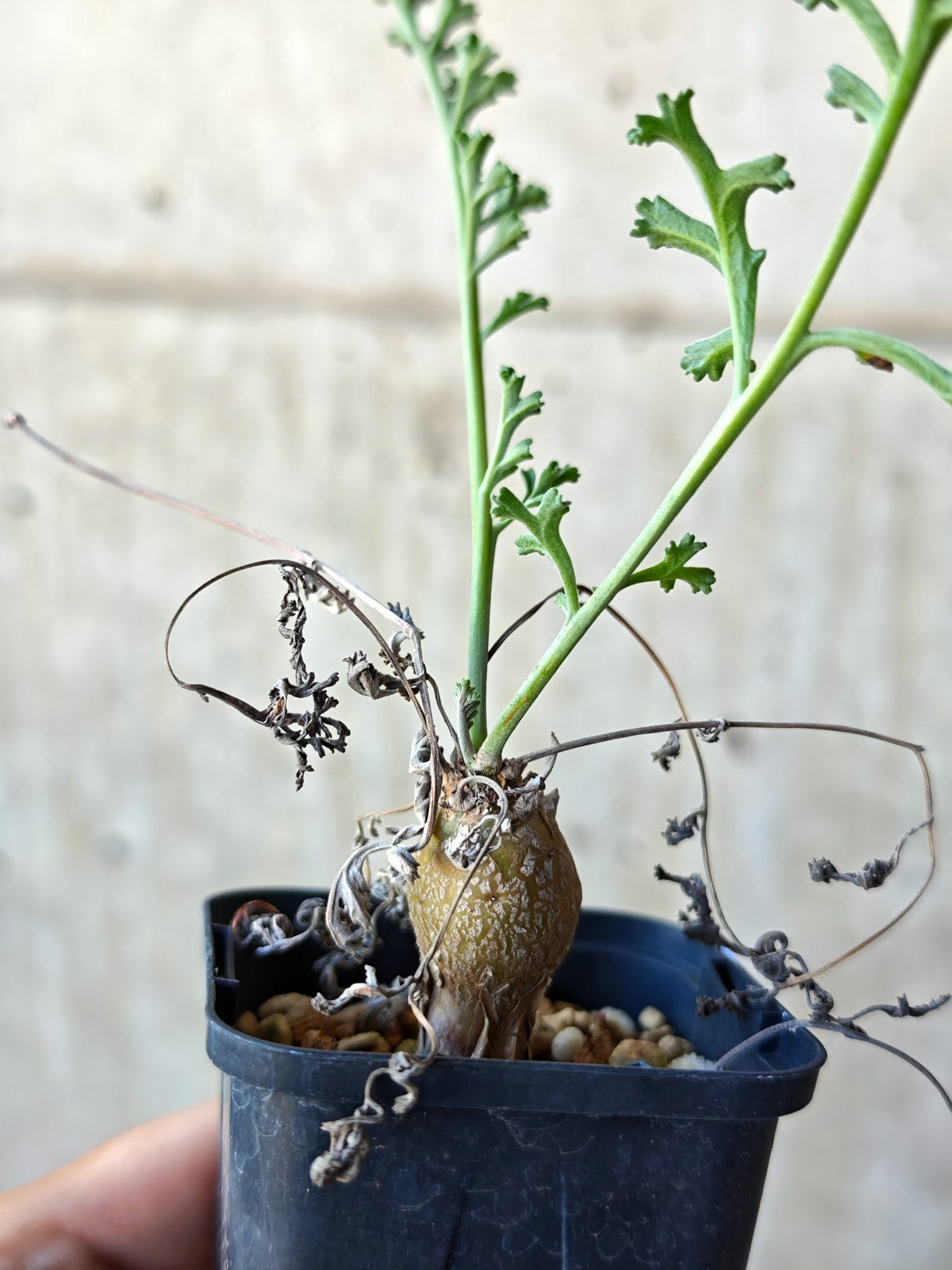 【現品限り】ペラルゴニウム・フェルラケウム 実生【N29】 Pelargonium ferulaceum