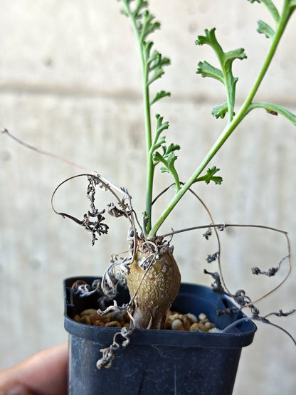 【現品限り】ペラルゴニウム・フェルラケウム 実生【N29】 Pelargonium ferulaceum
