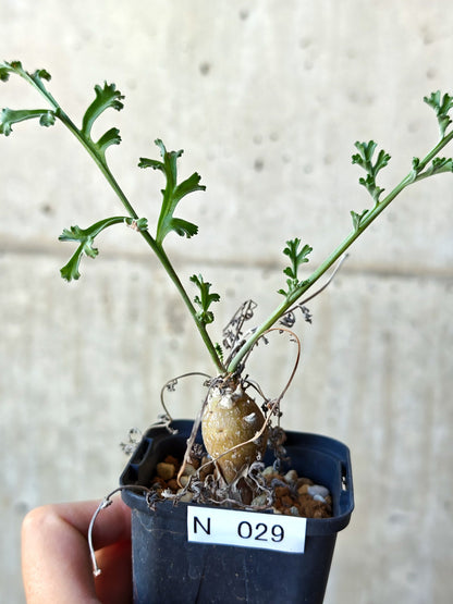 【現品限り】ペラルゴニウム・フェルラケウム 実生【N29】 Pelargonium ferulaceum