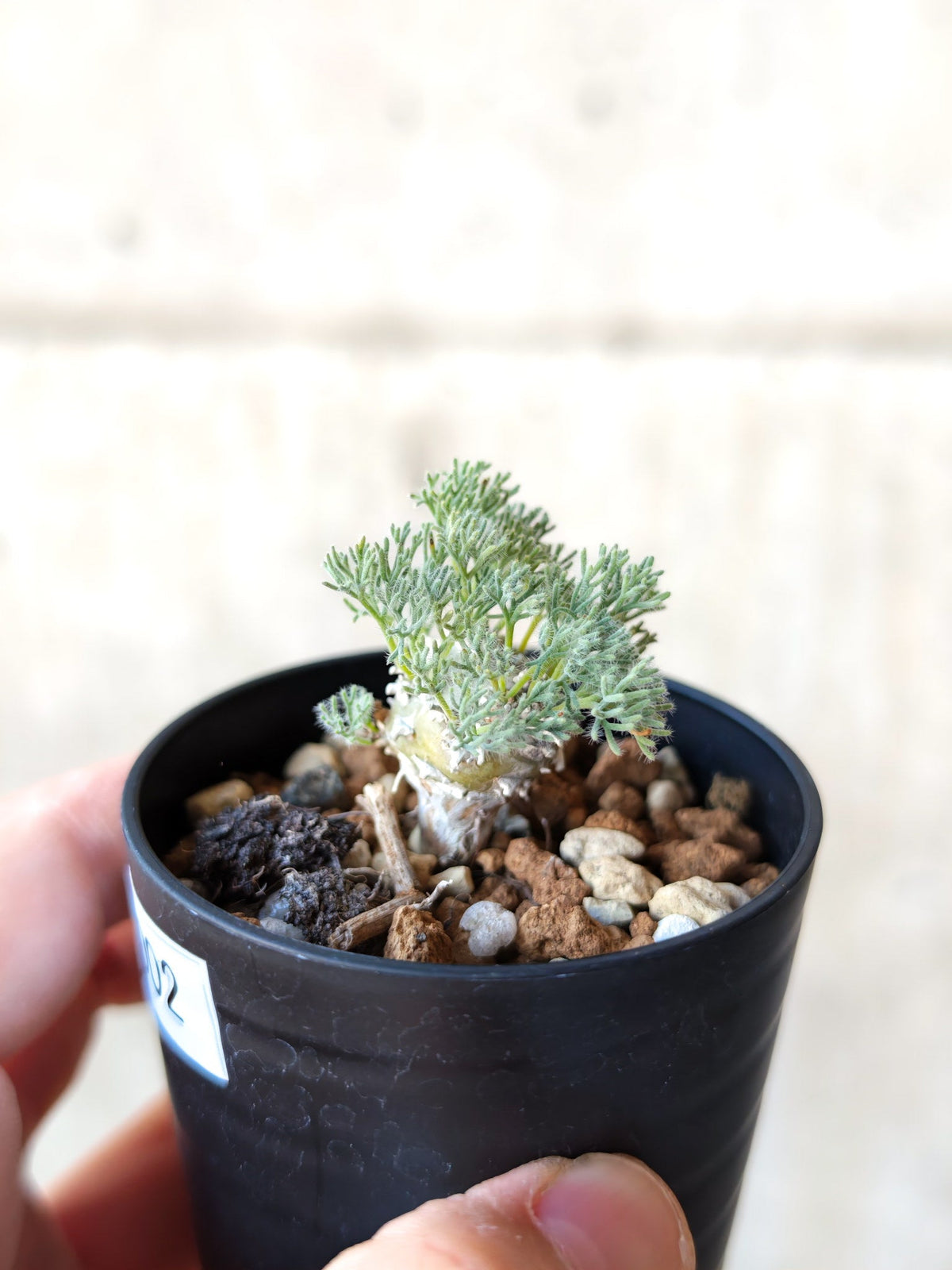 【現品限り】モンソニア・ぺニクリナム 実生【N2】 Monsonia peniculinum