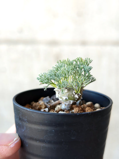 【現品限り】モンソニア・ぺニクリナム 実生【N2】 Monsonia peniculinum