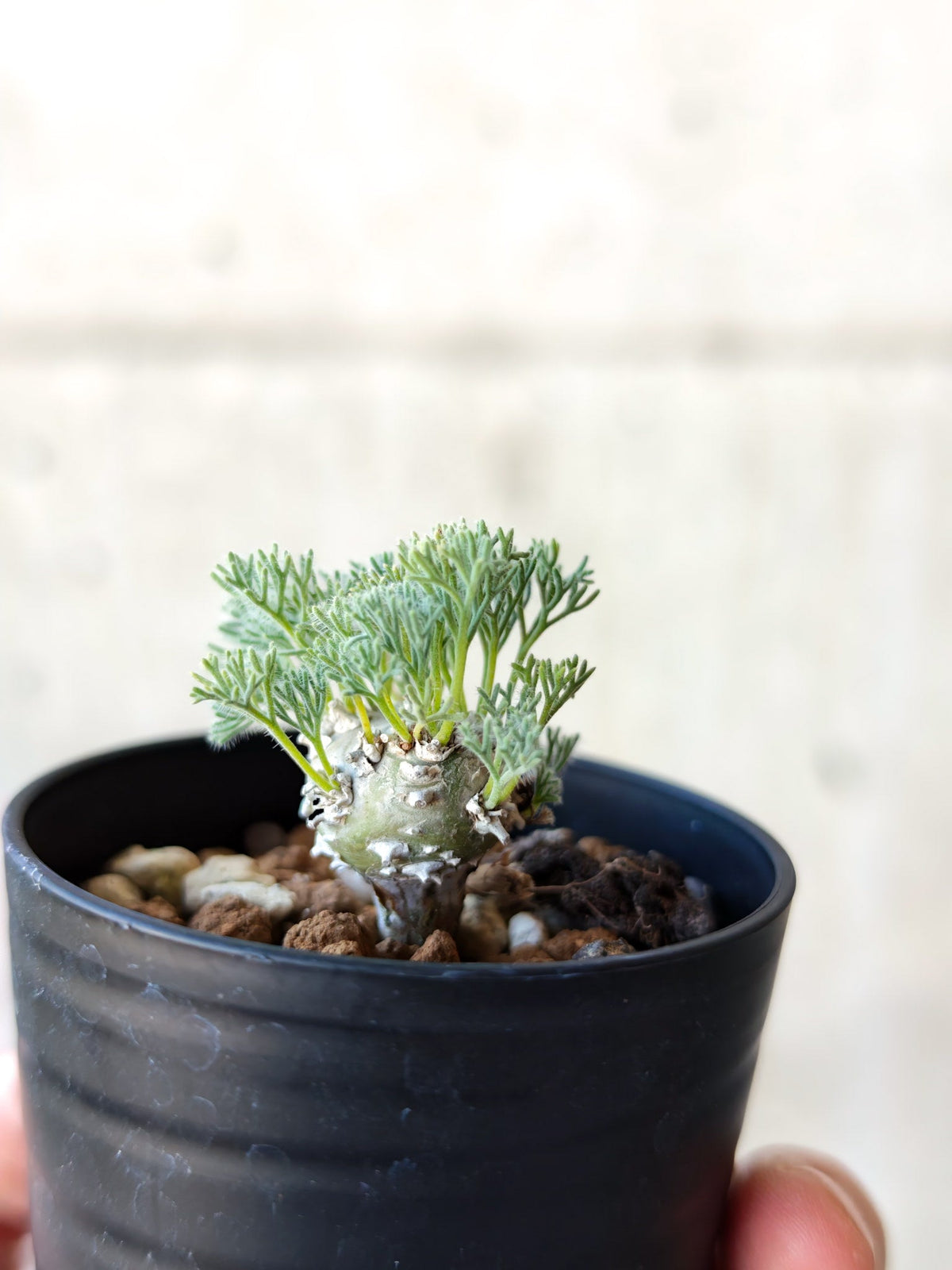 【現品限り】モンソニア・ぺニクリナム 実生【N2】 Monsonia peniculinum