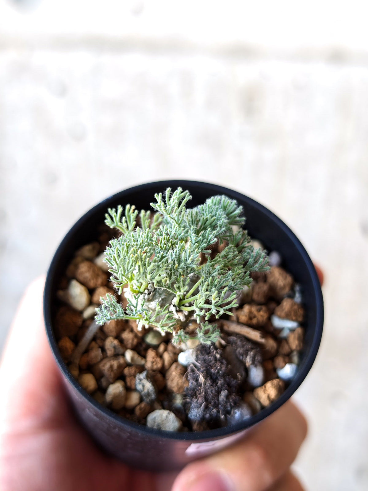 【現品限り】モンソニア・ぺニクリナム 実生【N2】 Monsonia peniculinum