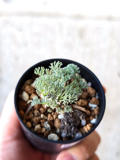 【現品限り】モンソニア・ぺニクリナム 実生【N2】 Monsonia peniculinum