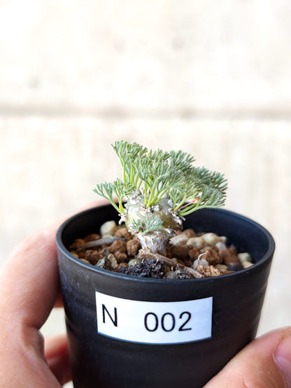 【現品限り】モンソニア・ぺニクリナム 実生【N2】 Monsonia peniculinum