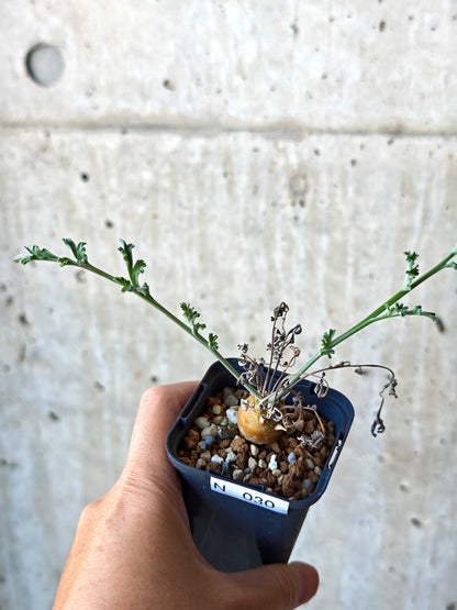 【現品限り】ペラルゴニウム・フェルラケウム 実生【N30】 Pelargonium ferulaceum