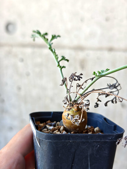 【現品限り】ペラルゴニウム・フェルラケウム 実生【N30】 Pelargonium ferulaceum