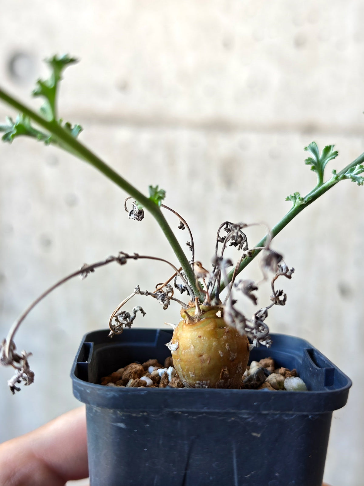 【現品限り】ペラルゴニウム・フェルラケウム 実生【N30】 Pelargonium ferulaceum