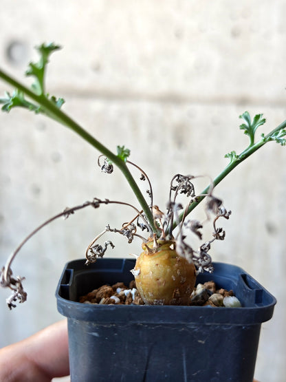 【現品限り】ペラルゴニウム・フェルラケウム 実生【N30】 Pelargonium ferulaceum