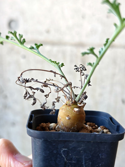 【現品限り】ペラルゴニウム・フェルラケウム 実生【N30】 Pelargonium ferulaceum