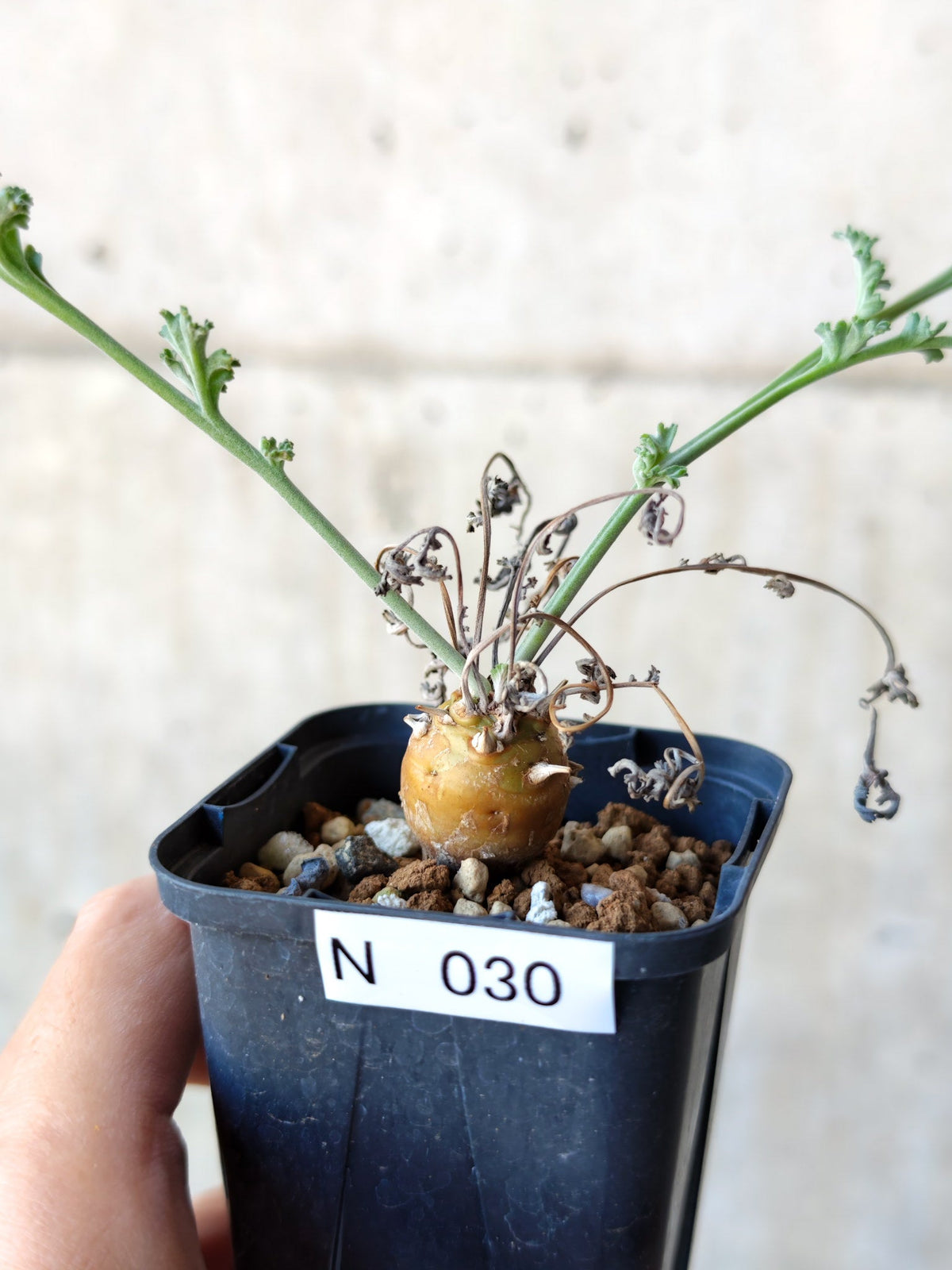 【現品限り】ペラルゴニウム・フェルラケウム 実生【N30】 Pelargonium ferulaceum