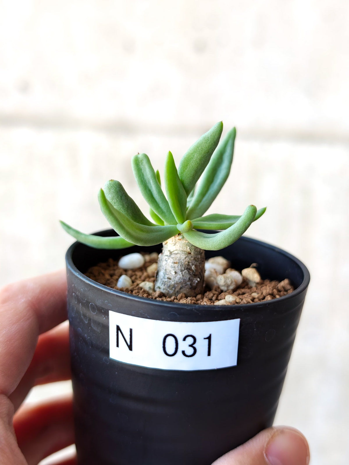 【現品限り】チレコドン・レティキュラータス 万物想 実生【N31】 Tylecodon reticulatus