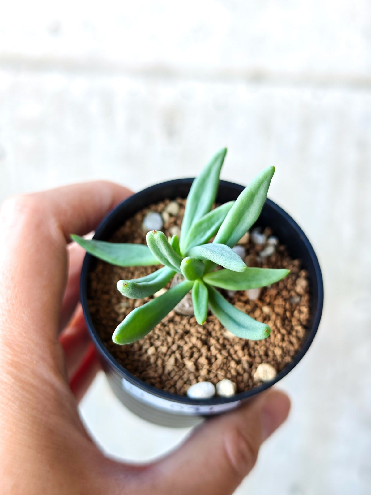 【現品限り】チレコドン・レティキュラータス 万物想 実生【N31】 Tylecodon reticulatus