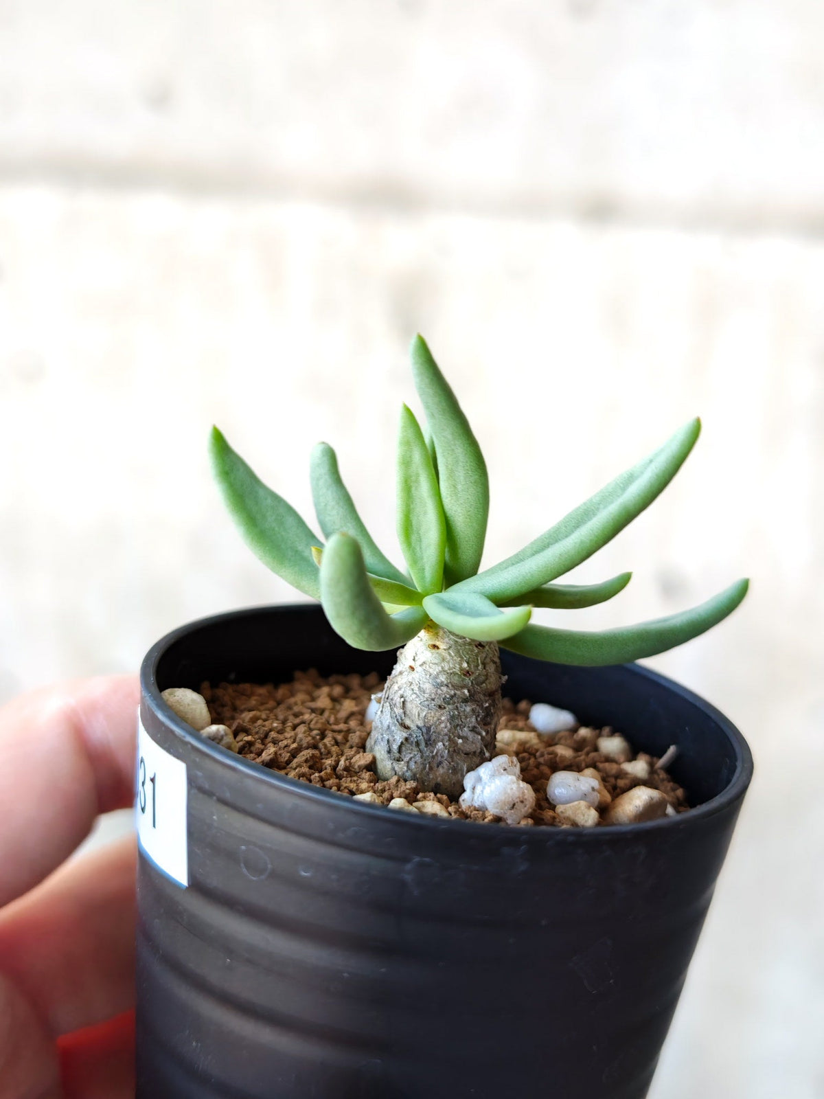 【現品限り】チレコドン・レティキュラータス 万物想 実生【N31】 Tylecodon reticulatus