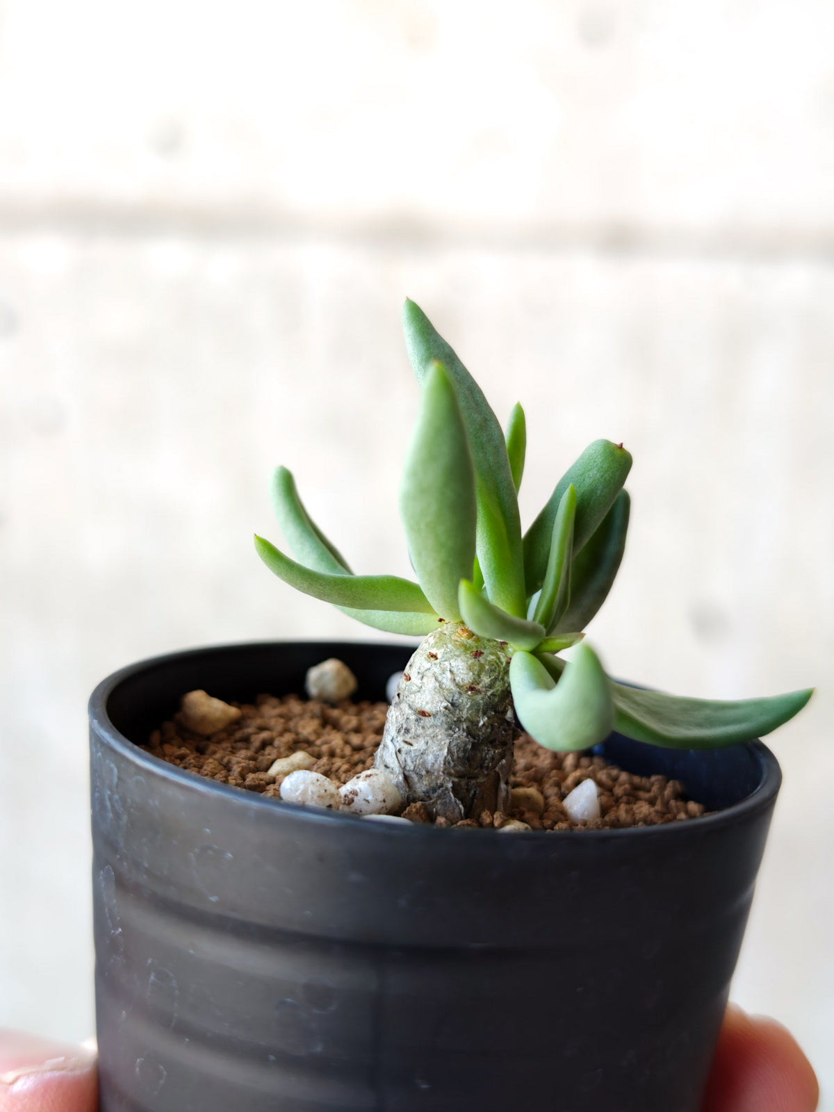 【現品限り】チレコドン・レティキュラータス 万物想 実生【N31】 Tylecodon reticulatus