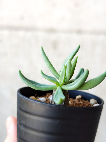 【現品限り】チレコドン・レティキュラータス 万物想 実生【N31】 Tylecodon reticulatus