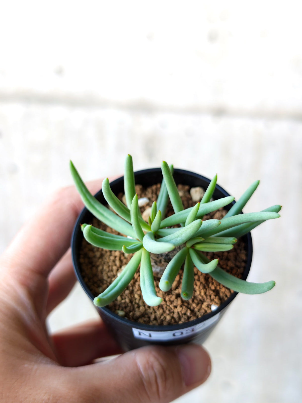 【現品限り】チレコドン・レティキュラータス 万物想 実生【N32】 Tylecodon reticulatus