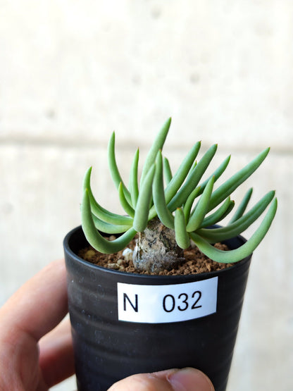 【現品限り】チレコドン・レティキュラータス 万物想 実生【N32】 Tylecodon reticulatus