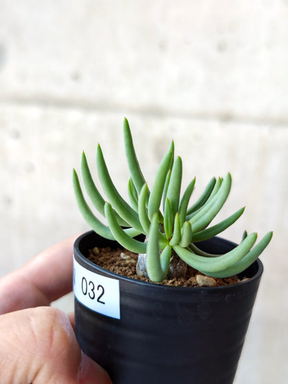 【現品限り】チレコドン・レティキュラータス 万物想 実生【N32】 Tylecodon reticulatus