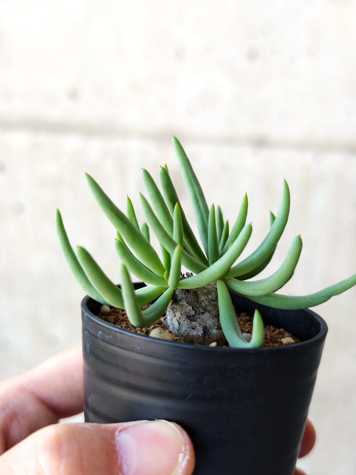 【現品限り】チレコドン・レティキュラータス 万物想 実生【N32】 Tylecodon reticulatus