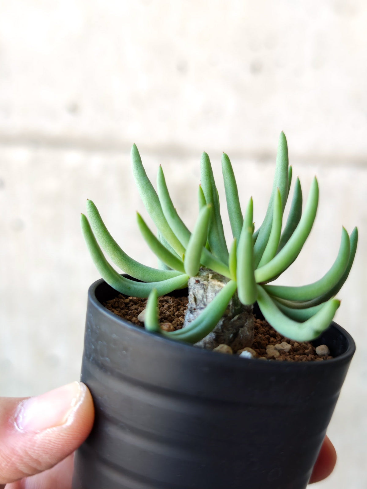 【現品限り】チレコドン・レティキュラータス 万物想 実生【N32】 Tylecodon reticulatus