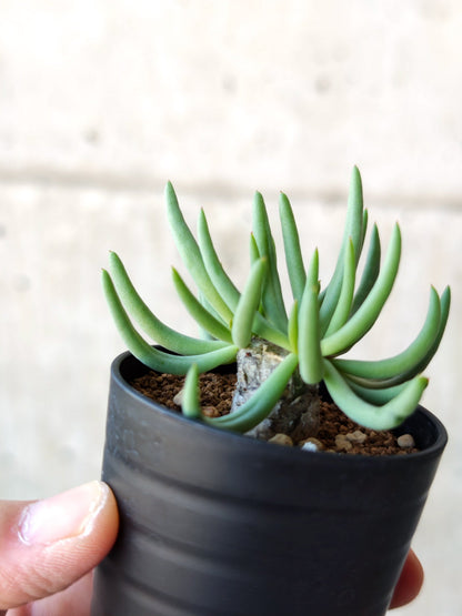 【現品限り】チレコドン・レティキュラータス 万物想 実生【N32】 Tylecodon reticulatus
