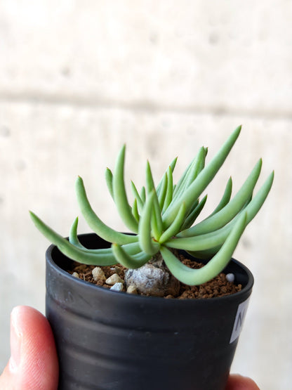 【現品限り】チレコドン・レティキュラータス 万物想 実生【N32】 Tylecodon reticulatus