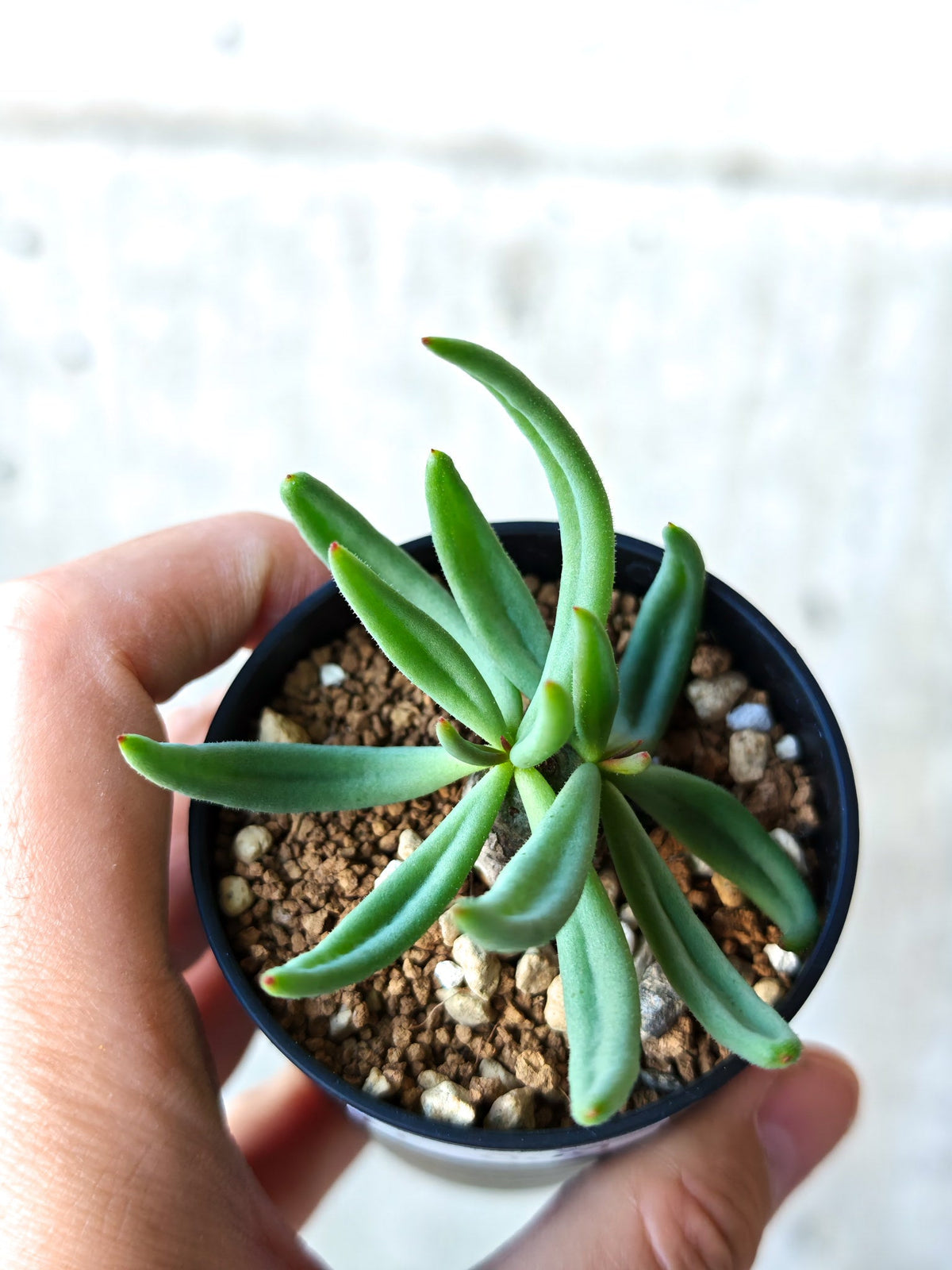 【現品限り】チレコドン・レティキュラータス 万物想 実生【N33】 Tylecodon reticulatus