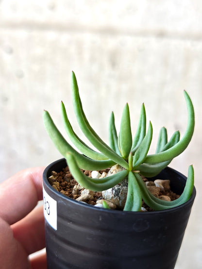 【現品限り】チレコドン・レティキュラータス 万物想 実生【N33】 Tylecodon reticulatus