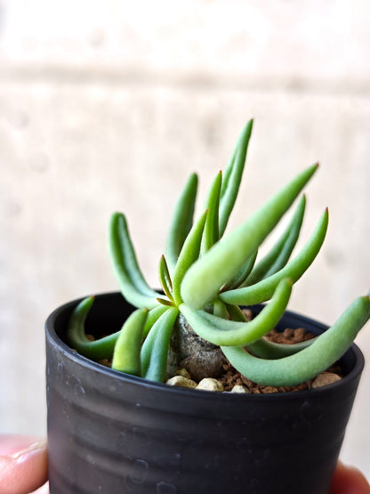 【現品限り】チレコドン・レティキュラータス 万物想 実生【N33】 Tylecodon reticulatus