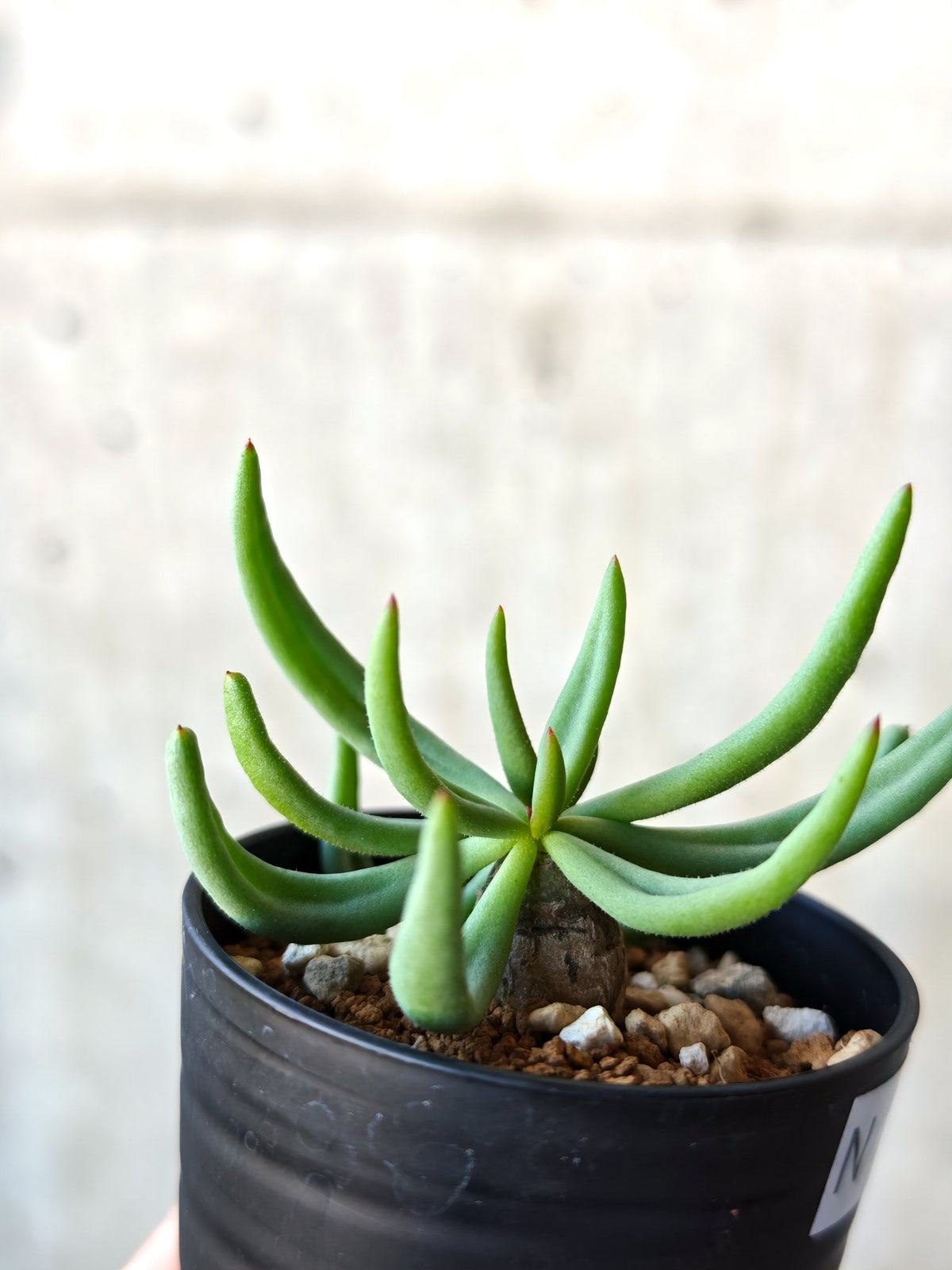 【現品限り】チレコドン・レティキュラータス 万物想 実生【N33】 Tylecodon reticulatus