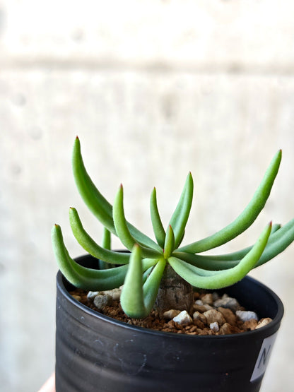 【現品限り】チレコドン・レティキュラータス 万物想 実生【N33】 Tylecodon reticulatus