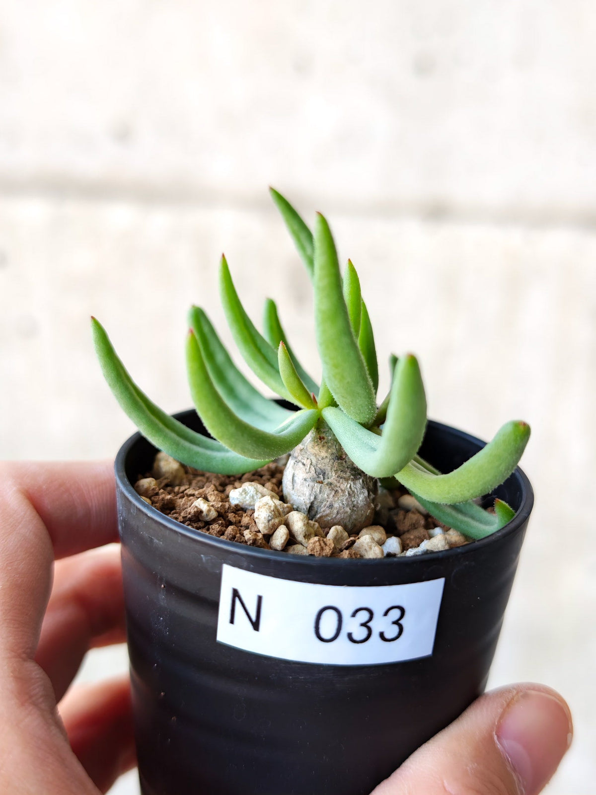 【現品限り】チレコドン・レティキュラータス 万物想 実生【N33】 Tylecodon reticulatus