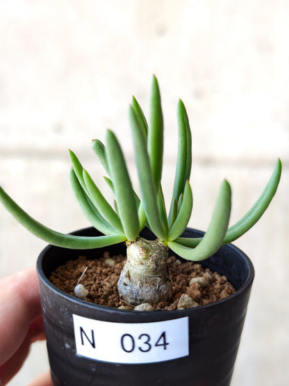 【現品限り】チレコドン・レティキュラータス 万物想 実生【N34】 Tylecodon reticulatus