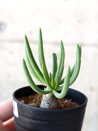 【現品限り】チレコドン・レティキュラータス 万物想 実生【N34】 Tylecodon reticulatus