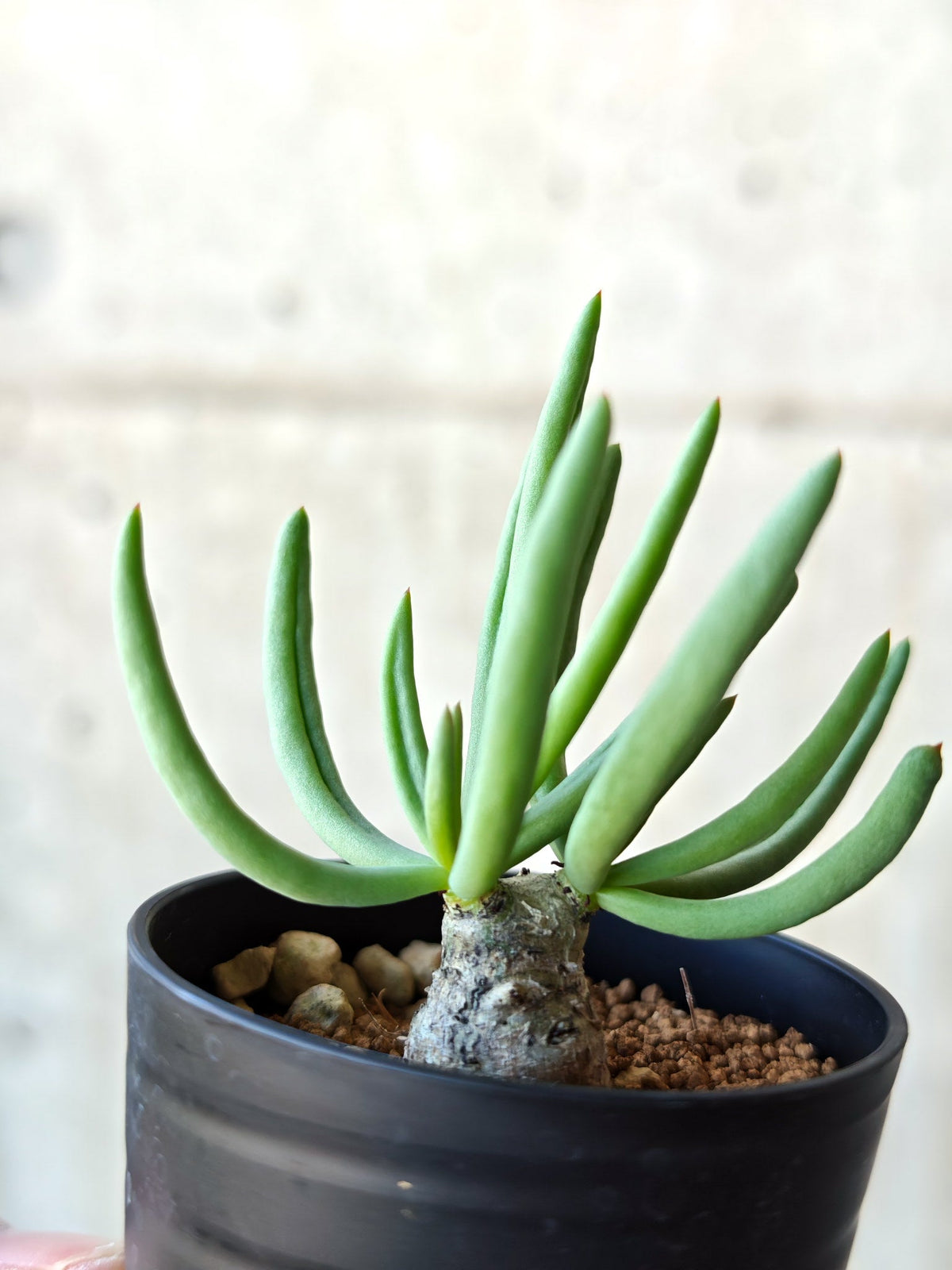 【現品限り】チレコドン・レティキュラータス 万物想 実生【N34】 Tylecodon reticulatus