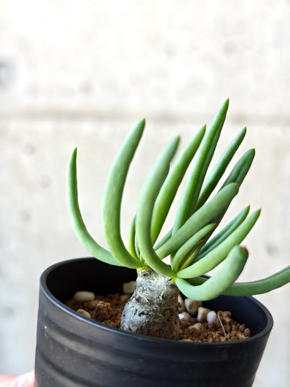 【現品限り】チレコドン・レティキュラータス 万物想 実生【N34】 Tylecodon reticulatus